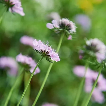 Brandhof Lejlighed Ramsau am Dachstein