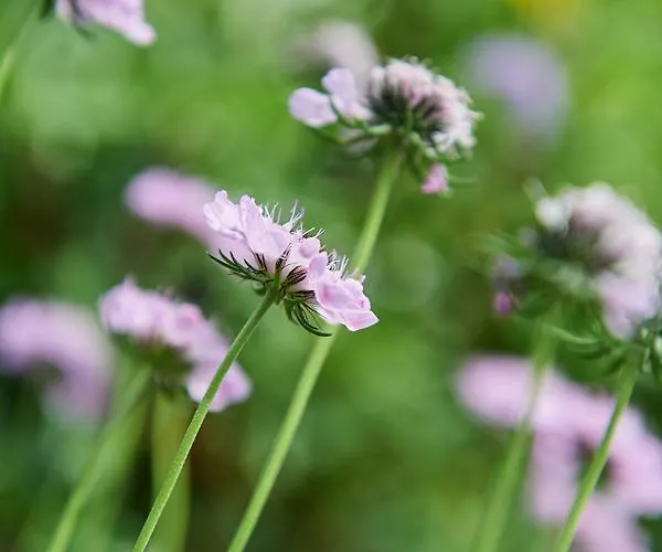 Brandhof דירה רמסאו אם דכשטיין